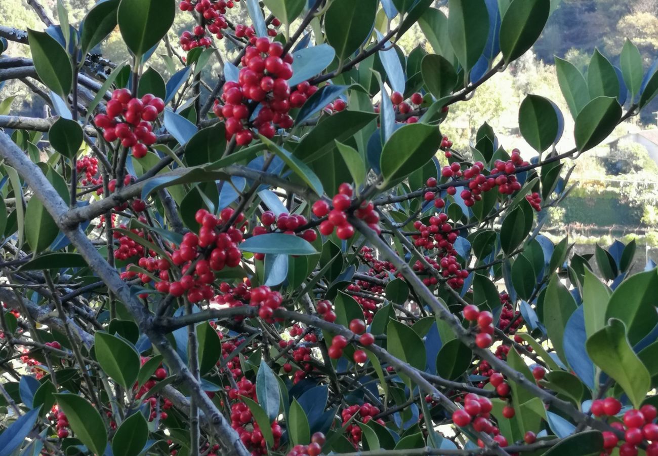 Cottage in Gerês - Tea House Gerês Hipericão